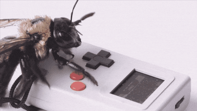 Thumby bee animation
